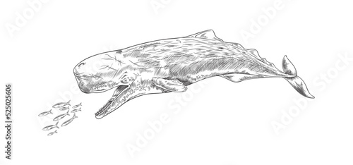 Hand drawn monochrome cachalot catching fish for eating sketch style