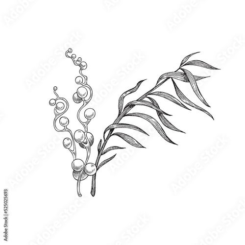 Hand drawn seaweed, kelp or laminaria - monochrome sketch vector illustration isolated on white background.