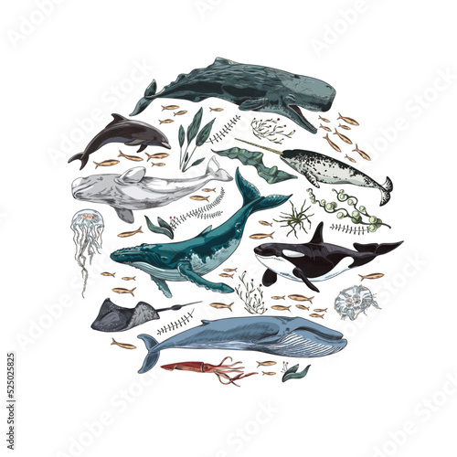 Foto Marine mammals and seaweed in shape of circle, colored sketch vector illustration isolated on white background