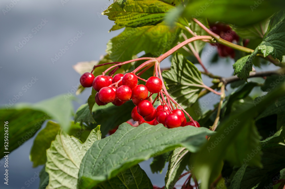 A bunch of red viburnum berries against a blue sky. A bunch of red viburnum berries against a blue sky.