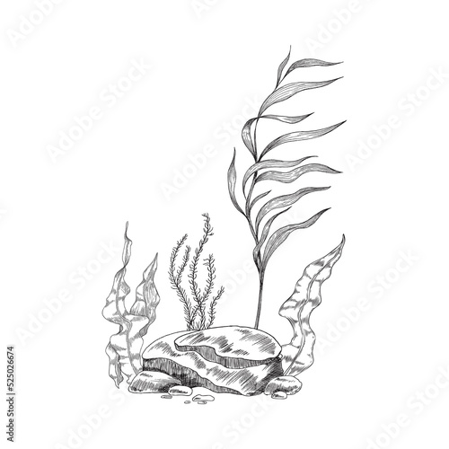 Underwater seascape with algae and rocks, sketch vector illustration isolated.