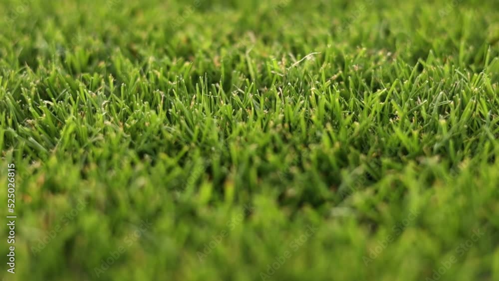 Green grass close-up. cut green juicy lawn. Alpine meadow densely overgrown with grass. Field of grass in perspective. Green grass close-up. cut green juicy lawn. Alpine meadow densely overgrown with grass. Field of grass in perspective.