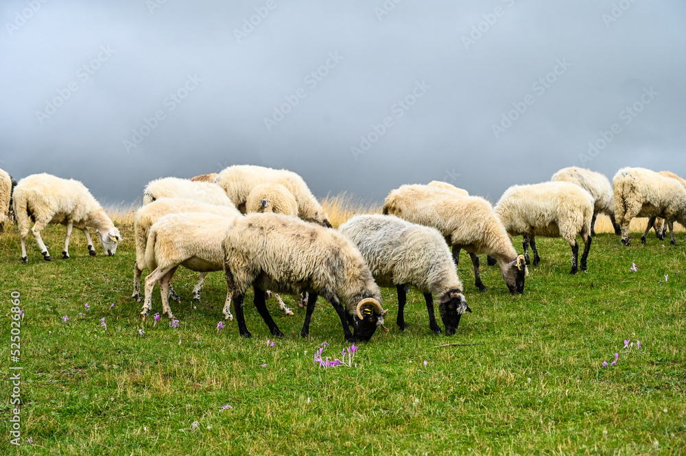 Sheep graze the pastures in mountain. Herd of sheep and lambs grazing grass on cloudy day. Group of domestic sheep on meadow eating green grass. Sheep graze the pastures in mountain. Herd of sheep and lambs grazing grass on cloudy day. Group of domestic sheep on meadow eating green grass.