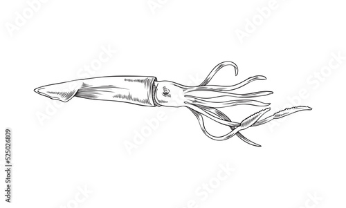 Squid or calamari fish in etched or engraved style vector illustration isolated.