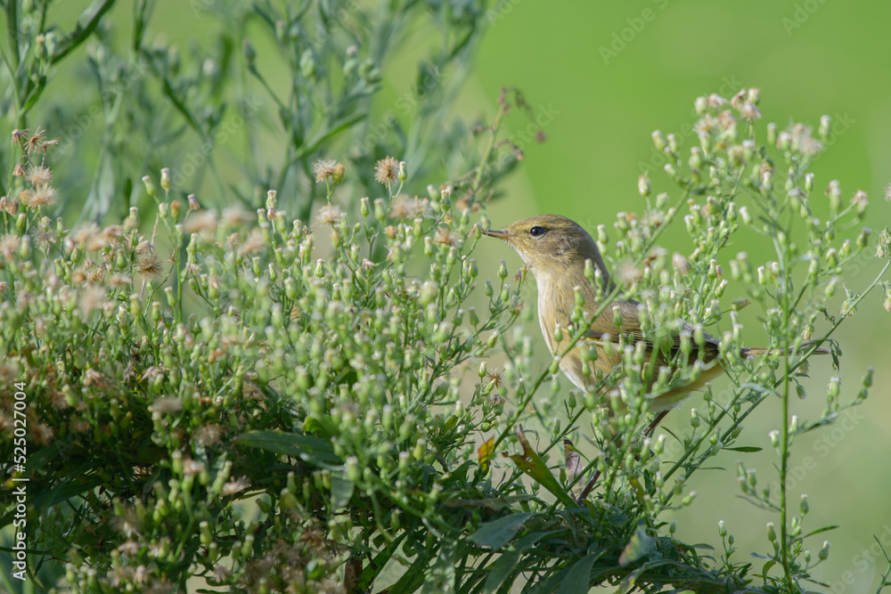 Willow warbler Phylloscopus trochilus foraging in Horseweed plant Willow warbler Phylloscopus trochilus foraging in Horseweed plant