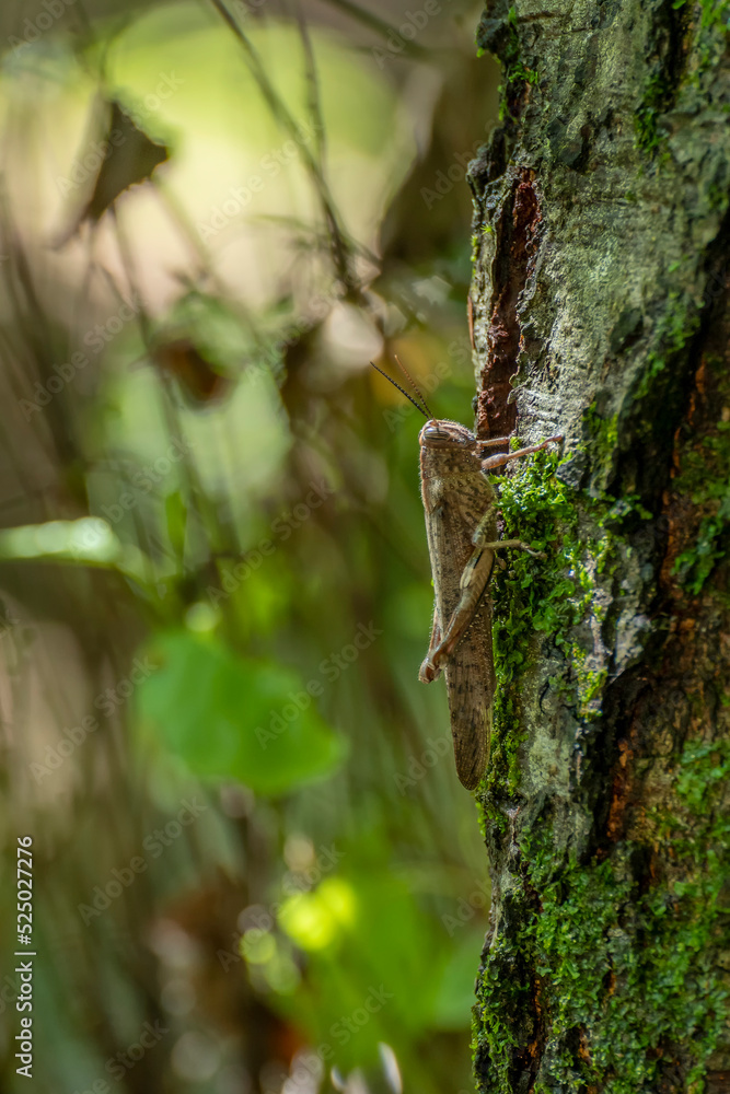 A grasshopper on the trunk of a tree covered with moss, Acquerino Cantagallo nature reserve, Italy A grasshopper on the trunk of a tree covered with moss, Acquerino Cantagallo nature reserve, Italy