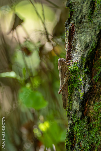 A grasshopper on the trunk of a tree covered with moss, Acquerino Cantagallo nature reserve, Italy