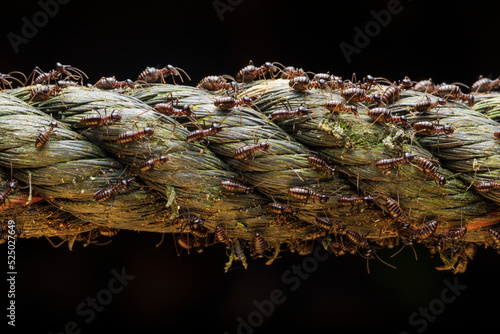 Group of termites walking through a rope photo