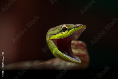 Cope snake with open mouth photo