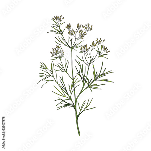 Cumin flowering plant with branch, leaves and flowers - sketch vector illustration isolated on white background.