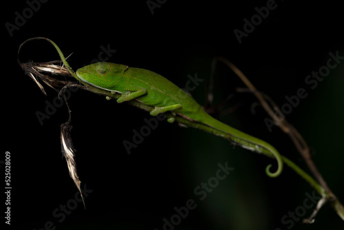 Chameleon from Madagascar photo
