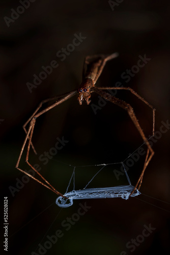 Net casting spider photo