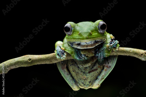 Norhayati´s Flying Frog photo