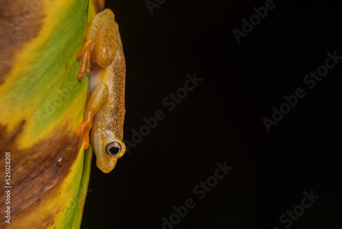 Small yellow frog from Madagascar photo