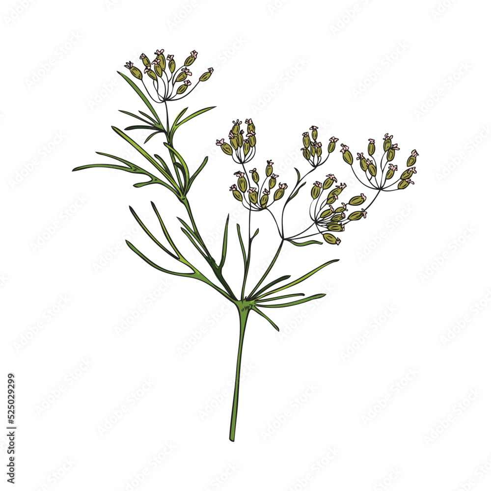 Fototapeta premium Hand drawn colorful cumin plant with little flowers sketch style