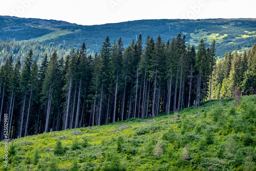 Mountain forest environment of the Low Tatras in Slovakia