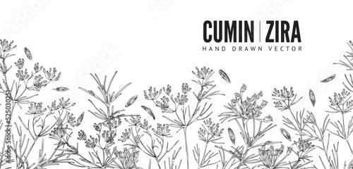 Cumin hand drawn seamless border, monochrome sketch vector illustration on white background.