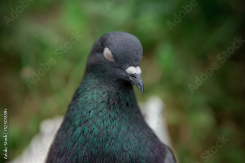 gray domestic pigeon sitting on the grass, portrait of a dove