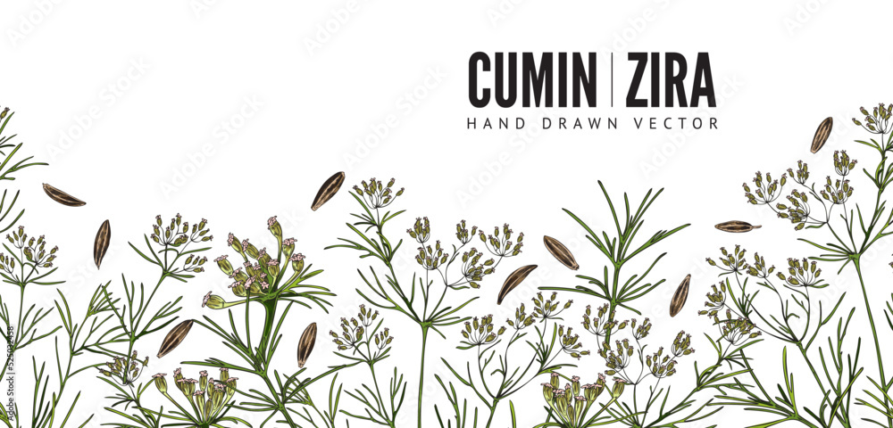 Cumin plants and seeds seamless border, colored sketch vector illustration on white background.