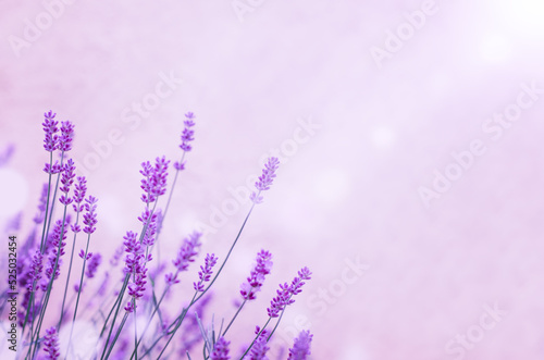 Background bush of lavender in the sun.