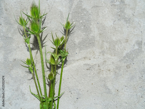 Dipsacus fullonum on gray concrete, background image