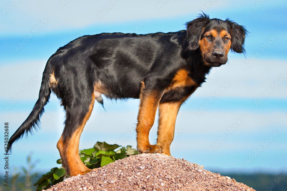 male dog standing on a rock in front of blue sky