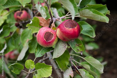 Obstbrand  an Äpfeln - Durch starke Hitze und Sonneneinstrahlung  wird Obst fleckig und unbrauchbar