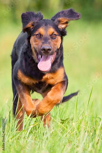 dog running with flying ears through grass