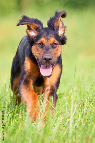 dog running with flying ears through grass © stepko