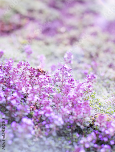 A bee collects nectar from purple flowers in a meadow.