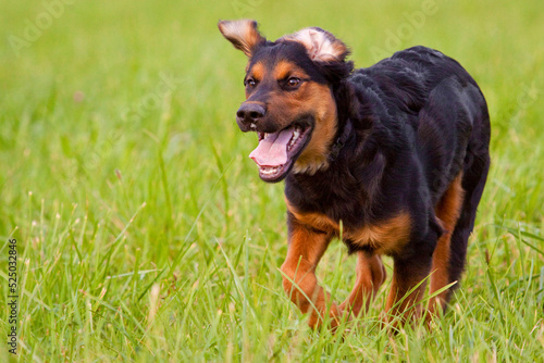 dog running with flying ears through grass