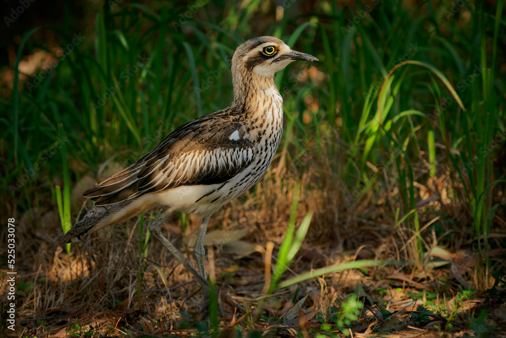 Bush stone-curlew (Burhinus grallarius) an inconspicuous interesting big brown wader bird living in Australian bush. Australia, Brisbane, Queensland, brown bird closeup Bush stone-curlew (Burhinus grallarius) an inconspicuous interesting big brown wader bird living in Australian bush. Australia, Brisbane, Queensland, brown bird closeup