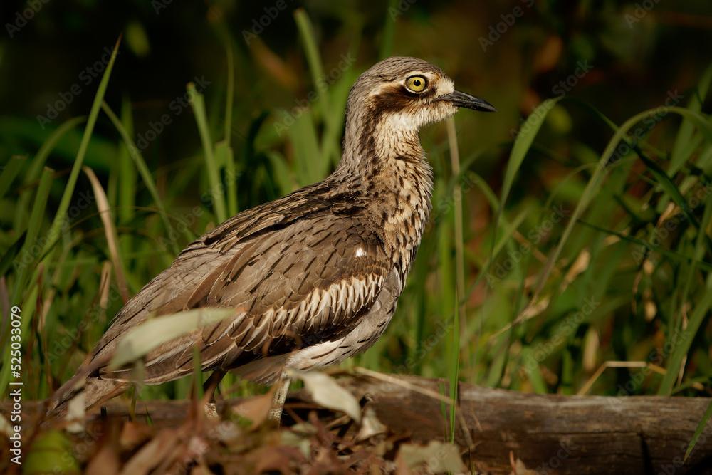 Bush stone-curlew (Burhinus grallarius) an inconspicuous interesting big brown wader bird living in Australian bush. Australia, Brisbane, Queensland, brown bird closeup