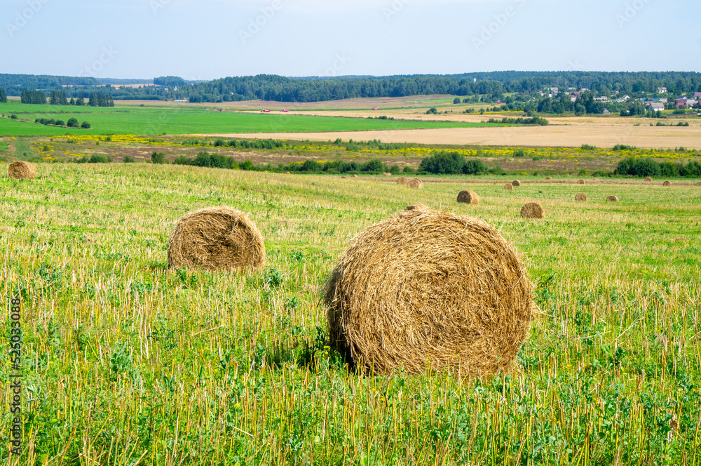 Rural landscapes with fields and haystacks. Agro harvest