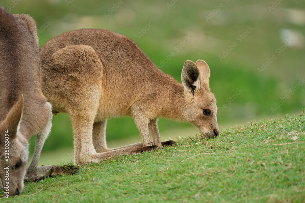 Eastern Grey Kangaroo (Macropus giganteus) on  meadow, very cute animal with baby with green background, australian wildlife, queensland, Brisbane, brown pouched mammal, marsupial