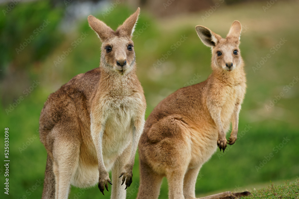 Eastern Grey Kangaroo (Macropus giganteus) on meadow, very cute animal with baby with green background, australian wildlife, queensland, Brisbane, brown pouched mammal, marsupial Eastern Grey Kangaroo (Macropus giganteus) on meadow, very cute animal with baby with green background, australian wildlife, queensland, Brisbane, brown pouched mammal, marsupial