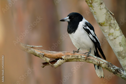 Pied Butcherbird (Cracticus nigrogularis) a colorful black and white bird of Australia. Common in Queensland, perches on a branch and hunts prey on the ground