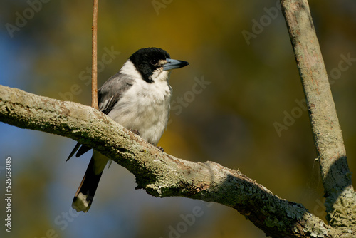 Grey butcherbird (Cracticus torquatus) a common insect eating bird of Australia. Black whote and brown bird oerched on a branch in the forest © phototrip.cz