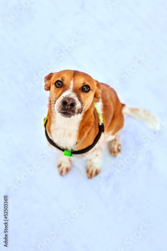 Small size red and white dog sitting