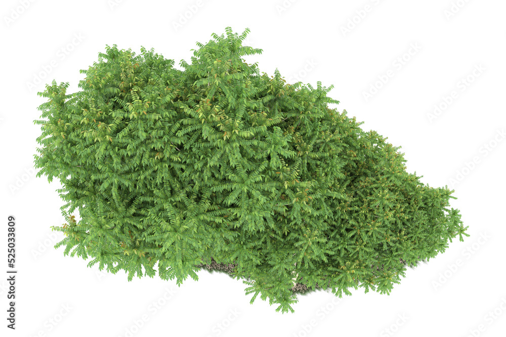 Obraz premium Forest on transparent background. 3d rendering - illustration
