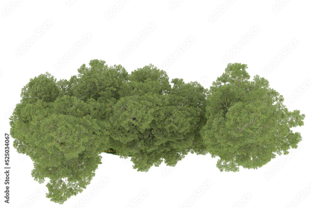 Forest on transparent background. 3d rendering - illustration Forest on transparent background. 3d rendering - illustration
