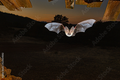 Long Eared Bat Night Hunting
