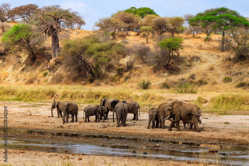 Herd of african elephants at the Tarangire river in Tarangire National Park, Tanzania Herd of african elephants at the Tarangire river in Tarangire National Park, Tanzania