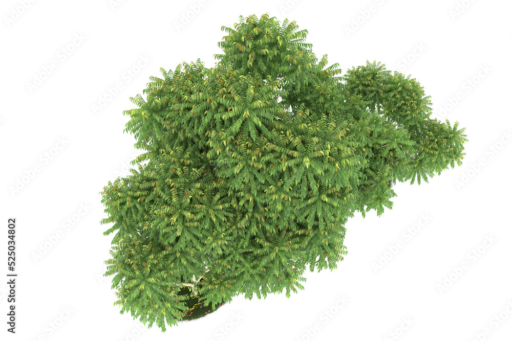 Fototapeta premium Forest on transparent background. 3d rendering - illustration