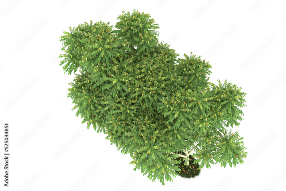 Fototapeta premium Forest on transparent background. 3d rendering - illustration