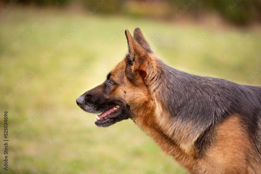 Adorable German shepherd close-up profile portrait
