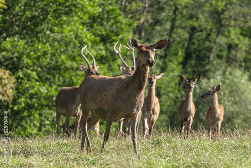 Portrait of a red deer family on a pasture in summer outdoors  cervus elaphus