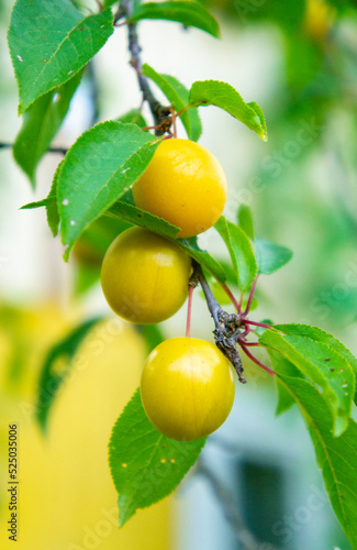 Cherry plum berries grow on the branches of garden trees. Close-up photo. Agro harvest