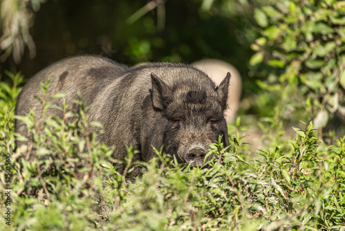 Portrait of a free-range pig on a pasture in summer outdoors