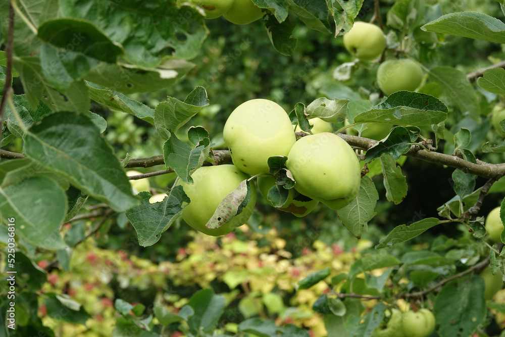 Netherlands. Vegetable food farm; green apples Netherlands. Vegetable food farm; green apples